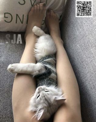 辛弃疾1162_剧情片手机免费观看完整